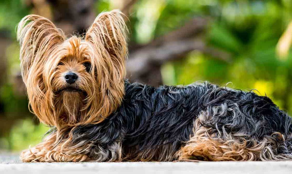 Yorkshire-Terrier