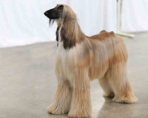 Afghan-Hound