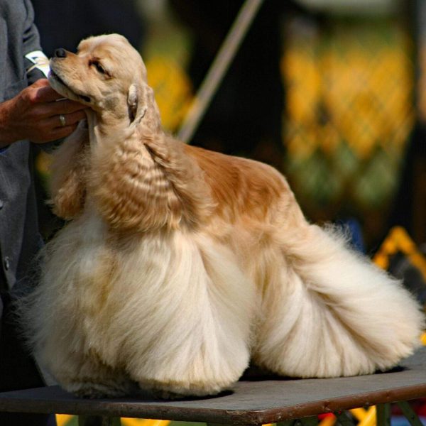 American Cocker Spaniel