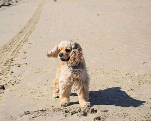 American Cocker Spaniel