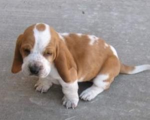 Basset Pup