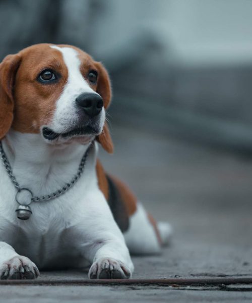 Beagle-1