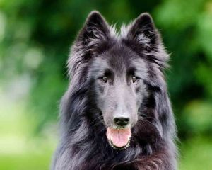 Belgian Shepherd1