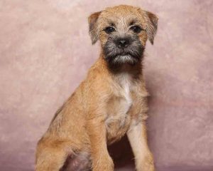 Border-Terrier