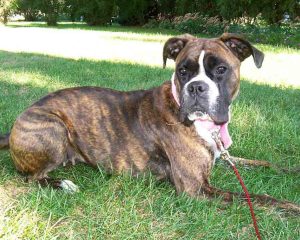 Boxer Brindle1