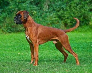 Boxer Fawn1