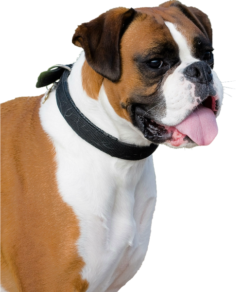 Boxer dog