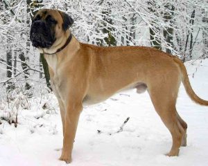 Bull-Mastiff