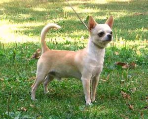 Chihuahua-Smooth-Coat