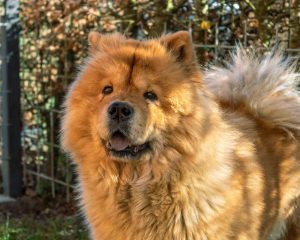 Chow-Chow-1