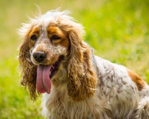 Cocker Spaniel