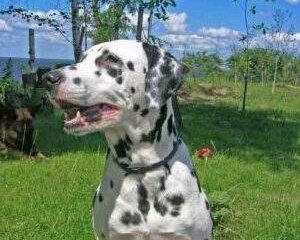 Dalmation-1