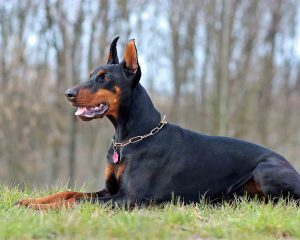 Doberman-1