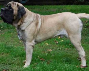 English-Mastiff