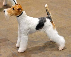 Fox Terrier