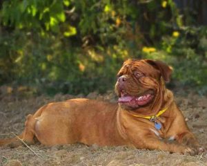 French-Mastiff