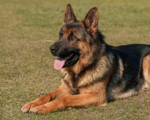 German Shepherd1