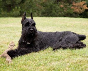 Giant Schnauzer