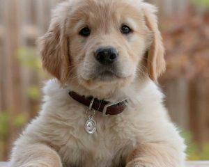 Golden-Retriever-Pup1