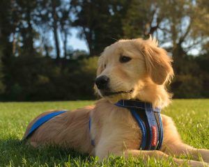 Golden-Retriever1