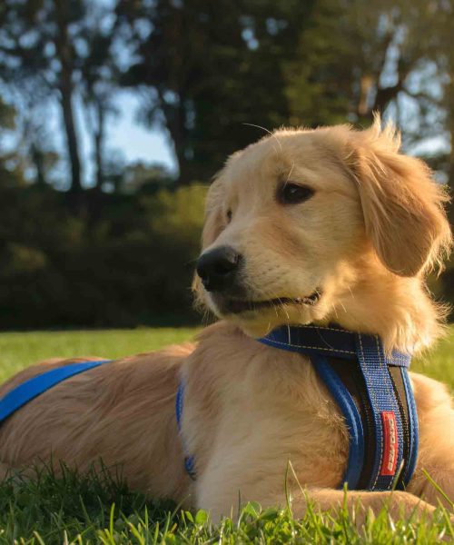 Golden-Retriever1