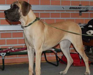 Great-Dane