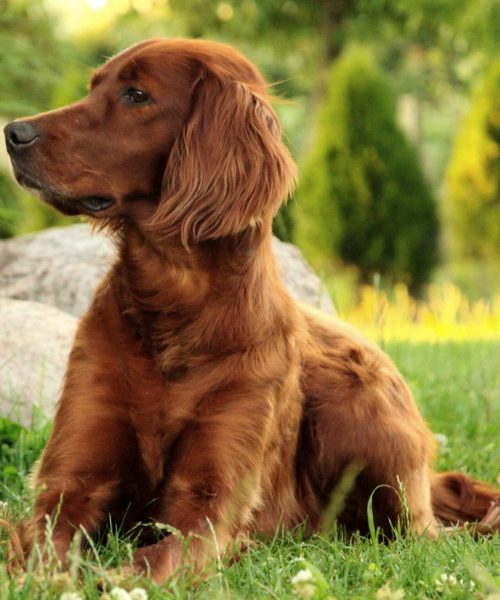 Irise setter