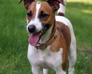 Jack-Russell-Terrier