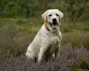 Labrador Fawn1