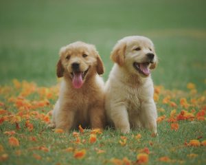 Labrador Pup1