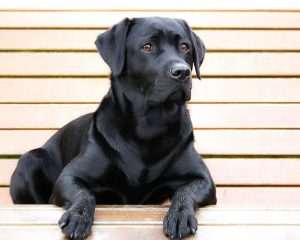 Labrador black1