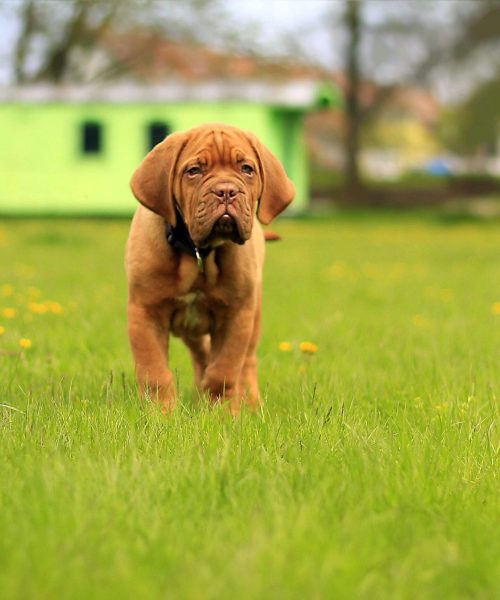 Mastiff