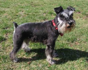 Miniature-Schnauzer-black