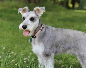 Miniature-Schnauzer