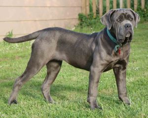 Neopolitan-Mastiff-Blue