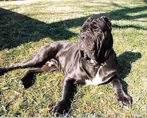 Neopolitan-Mastiff-Rust