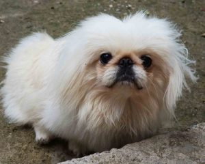 Pekingese