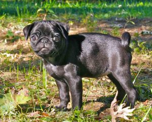 Pug-Black