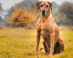 Rhodesian-Ridgeback