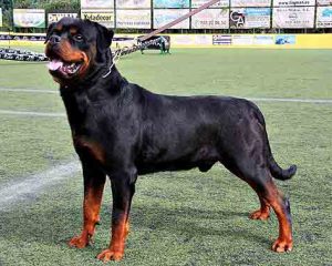 Rottweiler