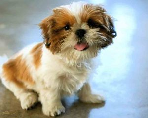 Shih-Tzu