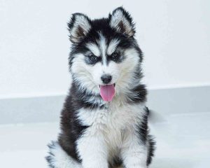 Siberian Huskies pups1