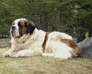 St Bernard