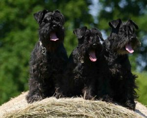 Standard-Schnauzer-black1