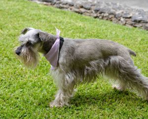 Standard-Schnauzer1