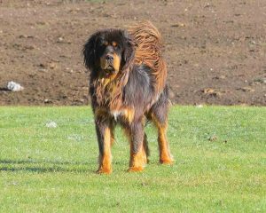 Tibetian-Mastiff