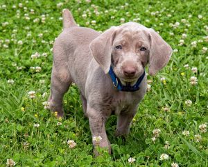 Weimaraner Pup1