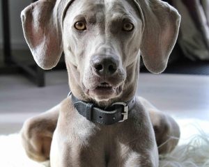 Weimaraner1