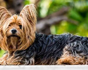 Yorkshire-Terrier