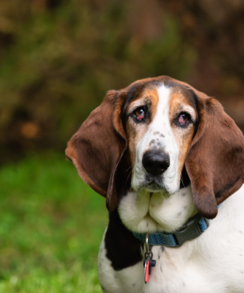 basset-hound-6297366